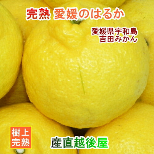 【フルーツ みかん はるか】愛媛県宇和島市 吉田町吉田みかん農家 土山みずきはるか 贈答用10kgみかん農家から産地直送送料無料【果物 贈答品 ギフト】