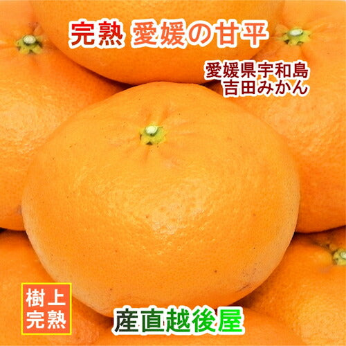 【フルーツ みかん 甘平みかん】愛媛県宇和島市 吉田町吉田みかん農家 土山みずき樹上完熟甘平みかん 5kgみかん農家から産地直送送料無料【果物 贈答品 ギフト】