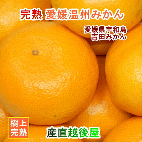 【フルーツ みかん 温州みかん】愛媛県宇和島市 吉田町吉田みかん農家 土山みずき樹上完熟温州みかん 玉津みかん 10kgみかん農家から産地直送送料無料【果物 贈答品 ギフト】