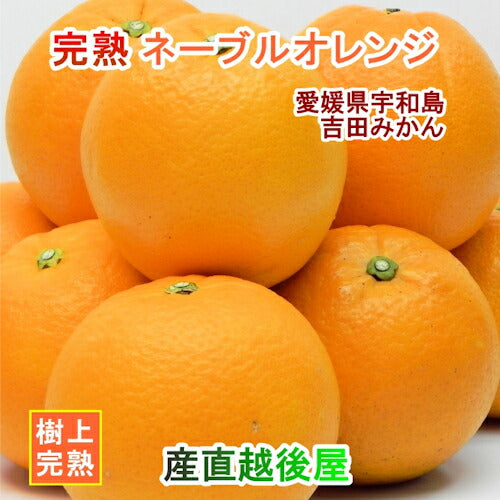 【フルーツ みかん ネーブルオレンジ】愛媛県宇和島市 吉田町吉田みかん農家 土山みずきネーブルオレンジ 家庭用3kgみかん農家から産地直送送料無料【果物 贈答品 ギフト】