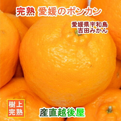 【フルーツ みかん ポンカン】愛媛県宇和島市 吉田町吉田みかん農家 土山みずき樹上完熟ポンカン 家庭用10kgみかん農家から産地直送送料無料【果物 贈答品 ギフト】