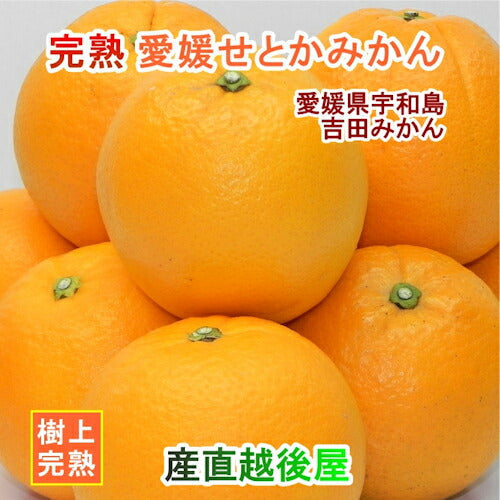 【フルーツ みかん せとか 】愛媛県宇和島市 吉田町吉田みかん農家 土山みずき愛媛のせとか みかん 贈答用 5kgみかん農家から産地直送送料無料【果物 贈答品 ギフト】