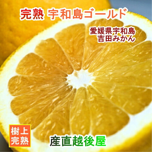 【フルーツ みかん 宇和島ゴールド】愛媛県宇和島市 吉田町吉田みかん農家 土山みずき宇和島ゴールド お得な家庭用8kgみかん農家から産地直送送料無料【果物 贈答品 ギフト】