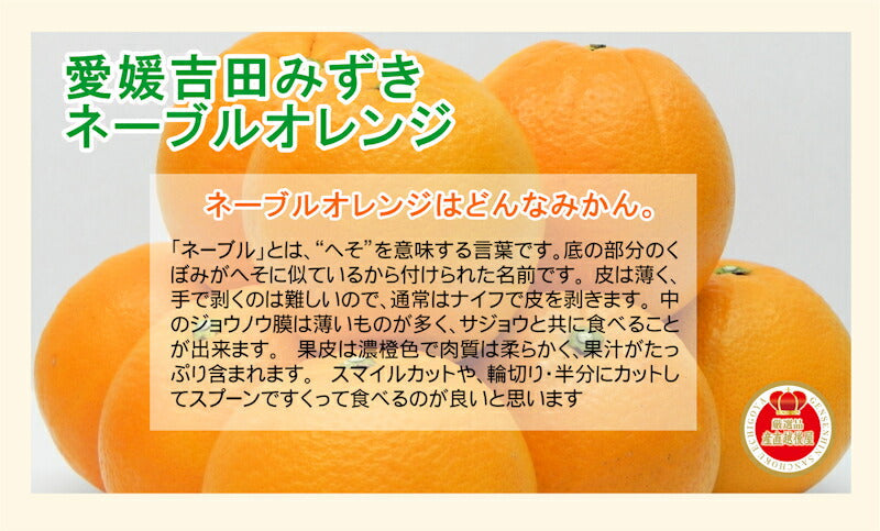 【フルーツ みかんネーブルオレンジ 】愛媛県宇和島市 吉田町吉田みかん農家 土山みずきネーブルオレンジ 贈答用3kgみかん農家から産地直送送料無料【果物 贈答品 ギフト】