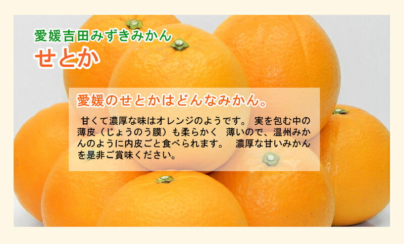 【フルーツ みかん せとか 】愛媛県宇和島市 吉田町吉田みかん農家 土山みずき愛媛のせとか みかん 贈答用 5kgみかん農家から産地直送送料無料【果物 贈答品 ギフト】