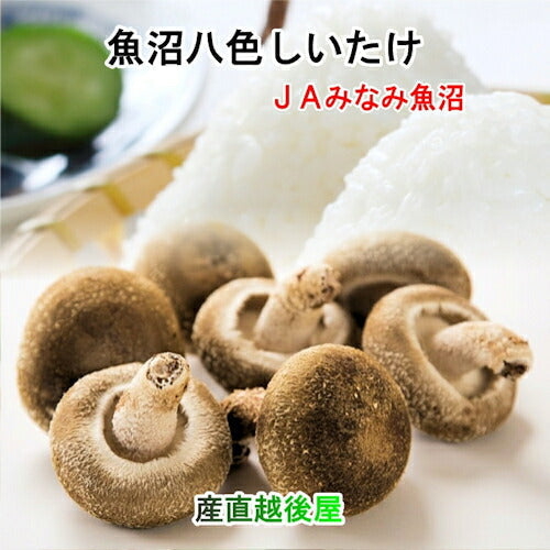 【送料込み】しいたけ 八色しいたけ 南魚沼 JAみなみ魚沼農協南魚沼産 八色しいたけ 1kg箱入