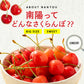 早割【7月中旬発送/予約】 南陽 さくらんぼ 800g Lサイズ