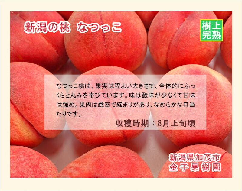 【フルーツ もも 桃 完熟桃 送料無料】新潟県 加茂市 金子果樹園新潟の新たな桃 なつっこ 5kg（16～18個)厳選した桃 化粧箱入り【お取り寄せ モモ 果実 贈答品 ギフト】