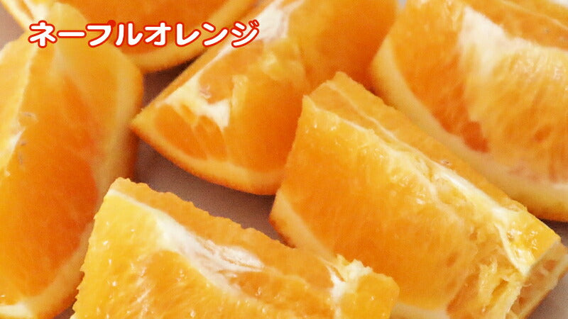 【フルーツ みかん ネーブルオレンジ】愛媛県宇和島市 吉田町吉田みかん農家 土山みずきネーブルオレンジ 贈答用5kgみかん農家から産地直送送料無料【果物 贈答品 ギフト】