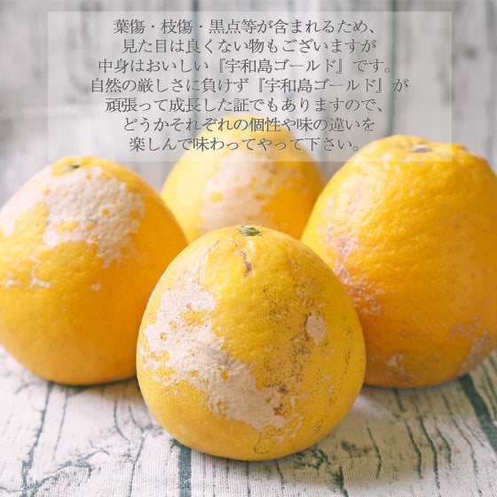 宇和島ゴールド　2kg【シーズン前からお問い合わせの多い人気みかん】