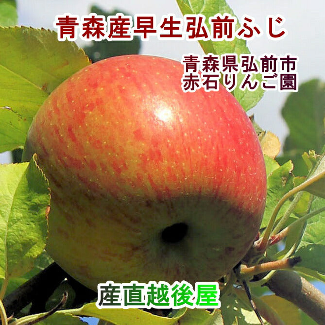 【フルーツ りんご 青森りんご 津軽ふじ】青森県弘前市 赤石りんご園青森りんご 早生弘前ふじ 4.5kg（14玉～20玉）通常品送料無料 早生りんご【リンゴ 果物 贈答品 ギフト】
