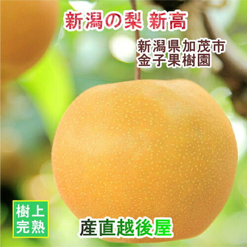 【フルーツ 和梨 新高梨 送料無料】新潟県 加茂市 金子果樹園新潟の樹上完熟梨 新高梨 3kg（4～6個)厳選した梨 化粧箱入り【お取り寄せ なし 果実 贈答品 ギフト】