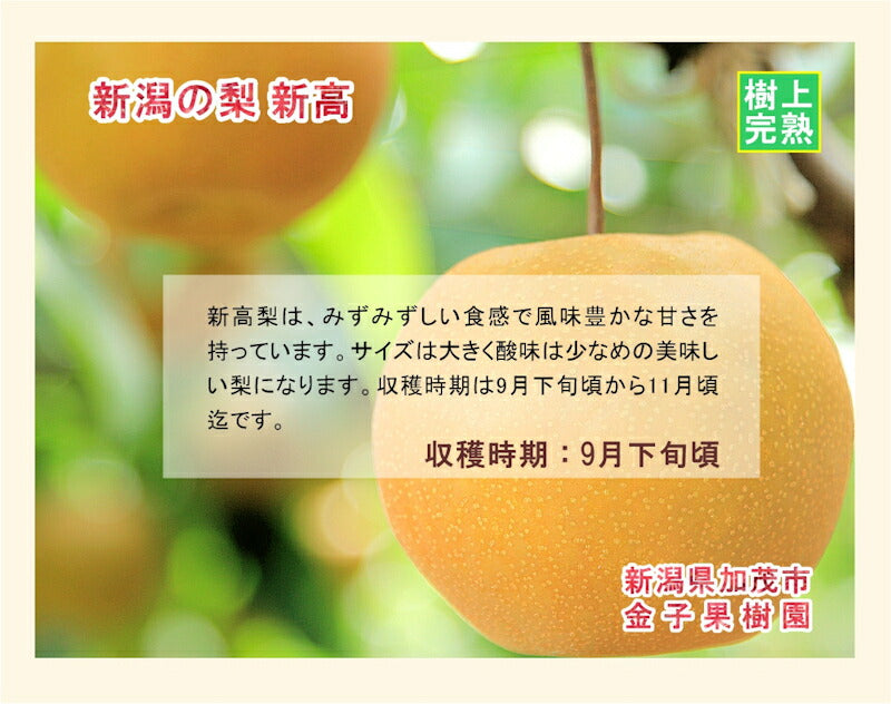 【フルーツ 和梨 新高梨 送料無料】新潟県 加茂市 金子果樹園新潟の樹上完熟梨 新高梨 3kg（4～6個)厳選した梨 化粧箱入り【お取り寄せ なし 果実 贈答品 ギフト】