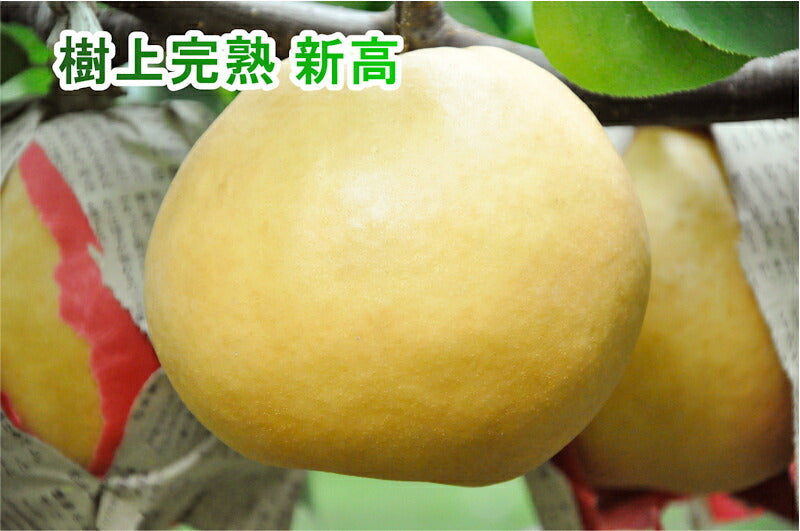 【フルーツ 梨 和梨 新高 送料無料】新潟県 エコファーマー認定農園 土田農園 有機栽培 新高梨 贈答用 3kg(4個～5個）樹上完熟梨【なし 贈答品 プレゼント】