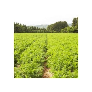 伊藤園 熟トマトジュース 190g 20缶入×2ケース