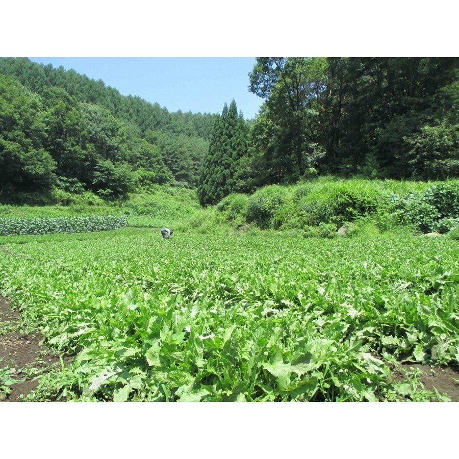 健滋の国産たんぽぽ茶(１パック20コ入) 1パック