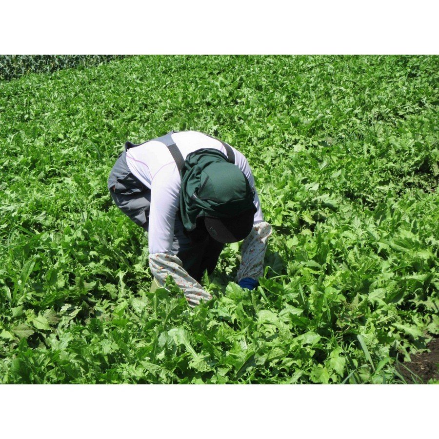 健滋の国産たんぽぽ茶(１パック20コ入) 1パック