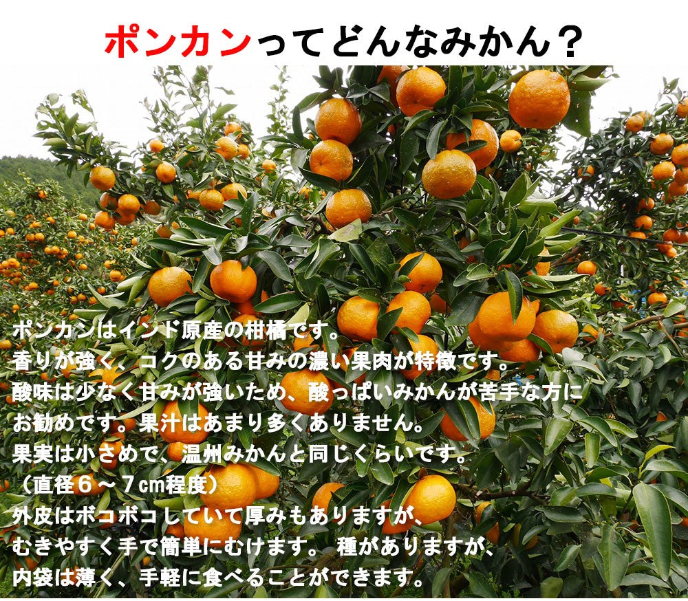 ポンカン 愛媛 箱買い 5kg