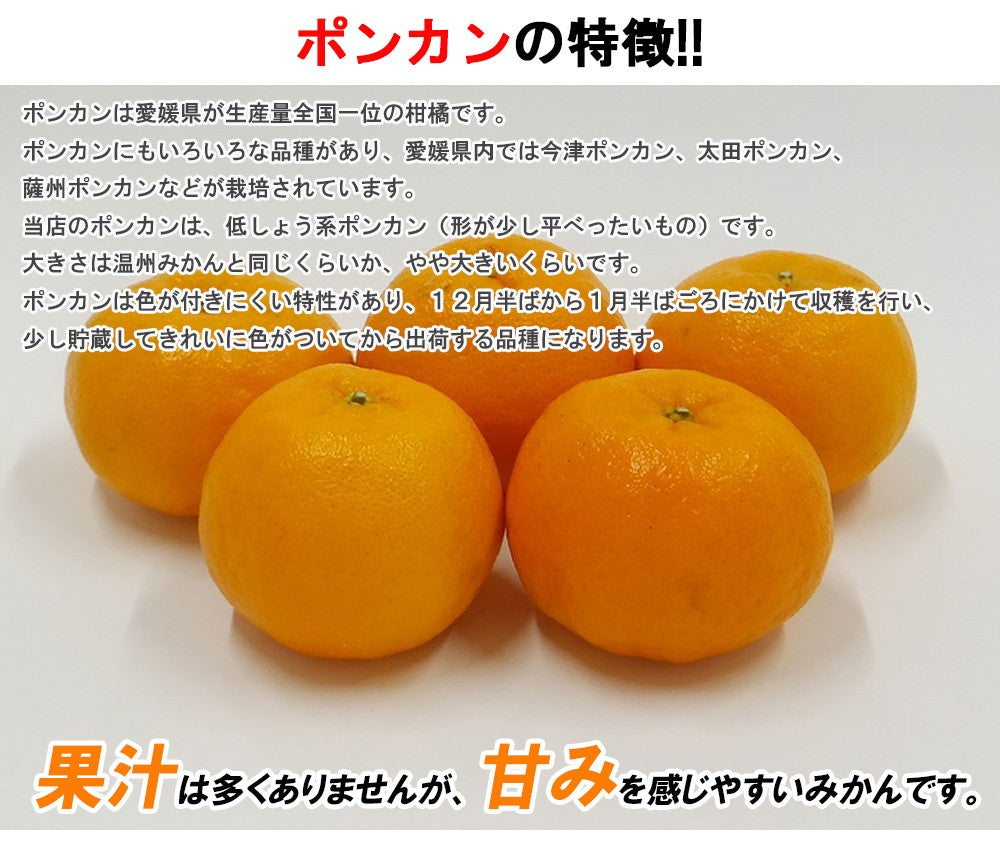ポンカン 愛媛 箱買い 5kg