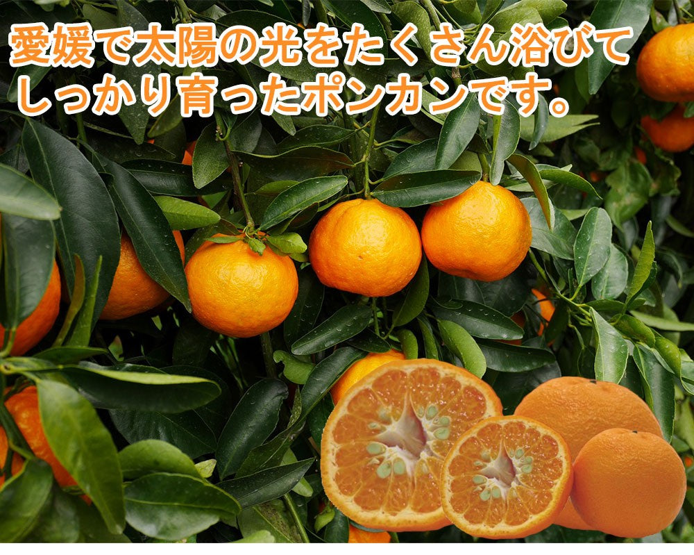 ポンカン 愛媛 箱買い 5kg