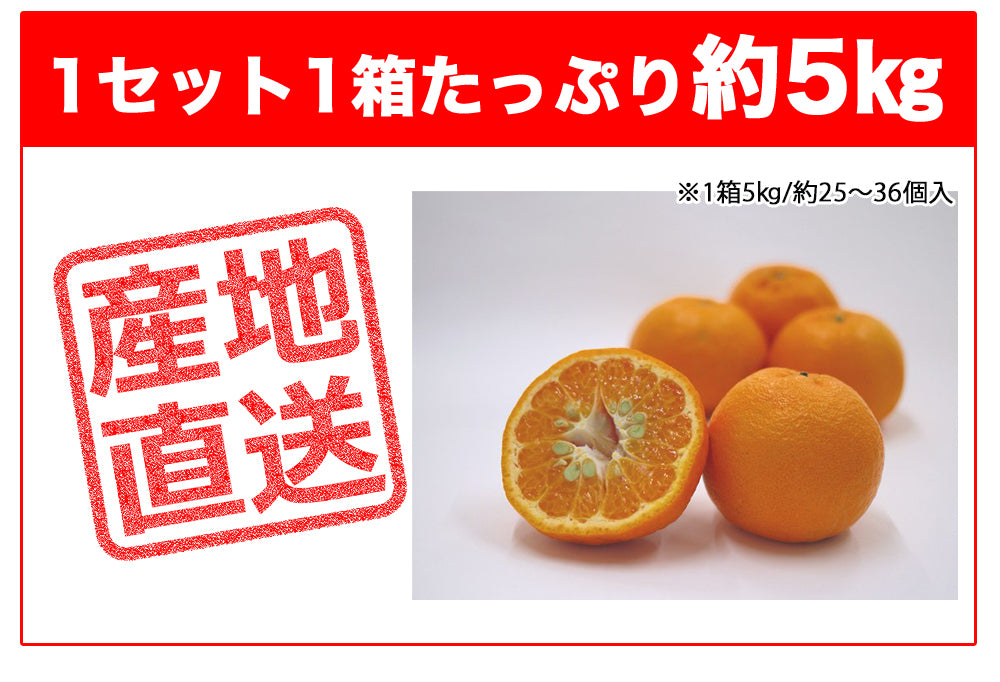 ポンカン 愛媛 箱買い 5kg