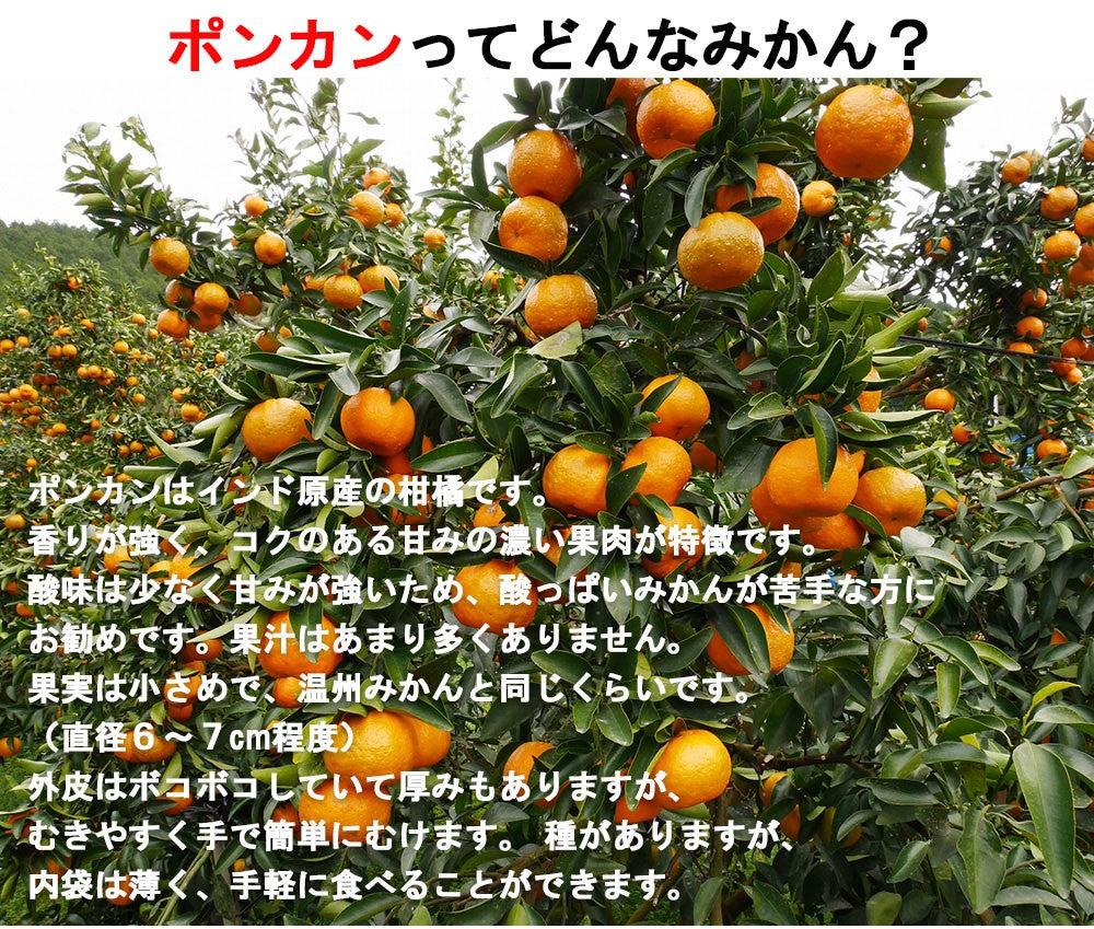 ポンカン 訳あり 愛媛 5kg
