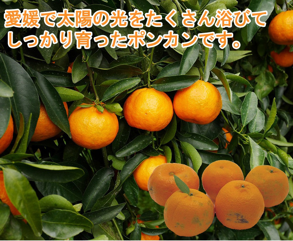 ポンカン 訳あり 愛媛 5kg