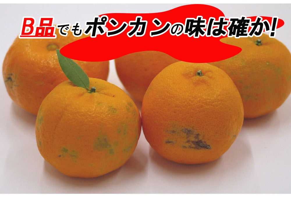 ポンカン 訳あり 愛媛 5kg