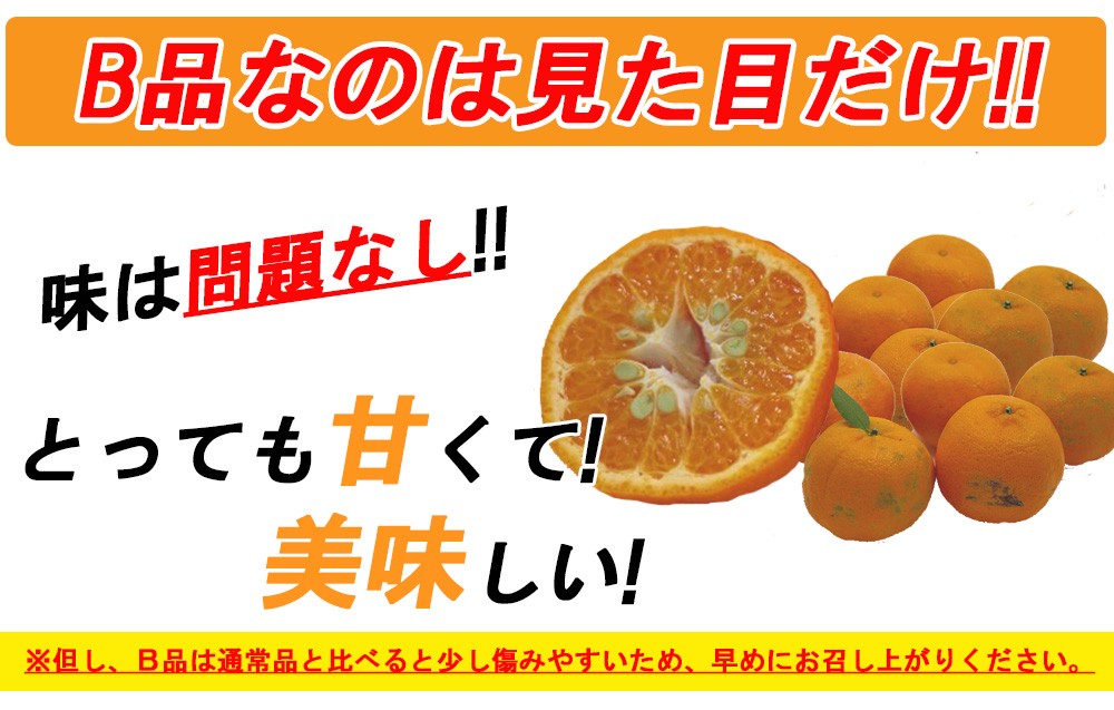 ポンカン 訳あり 愛媛 5kg