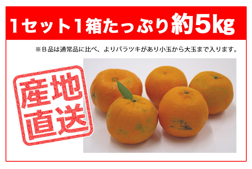 ポンカン 訳あり 愛媛 5kg
