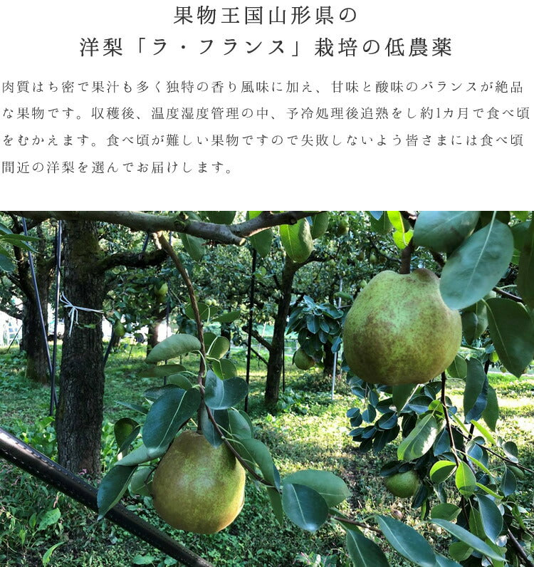 お歳暮 御歳暮 ギフト 送料無料 山形県寒河江産 洋梨ラフランス約3kg(8〜9玉) のし対応 お歳暮 ※九州・沖縄・一部離島を除く