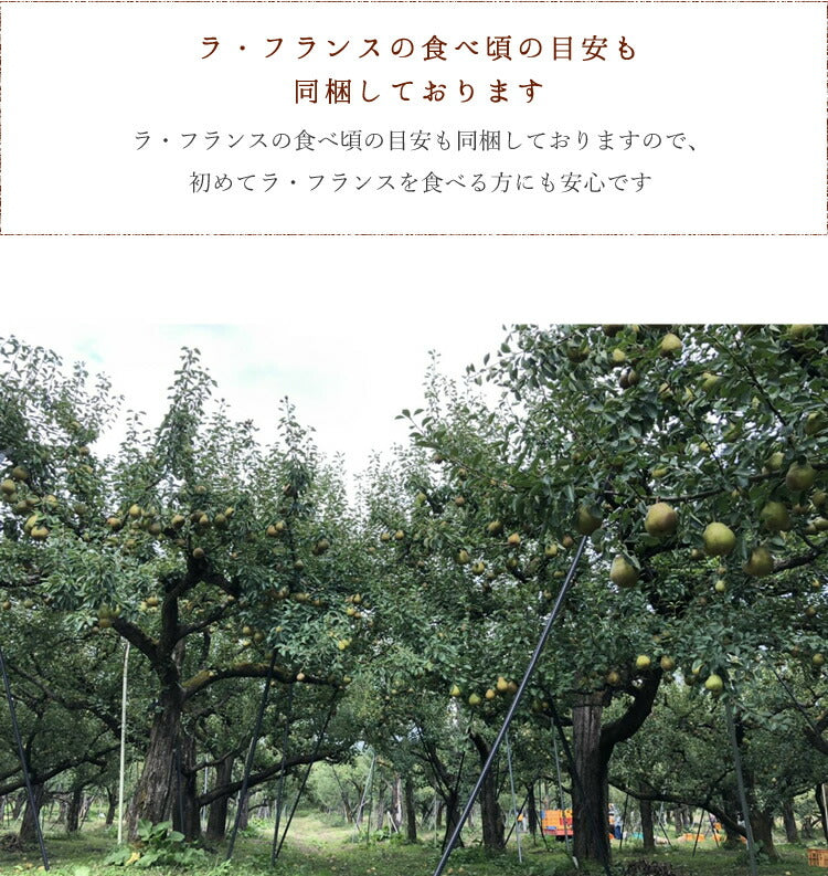 お歳暮 御歳暮 ギフト 送料無料 山形県寒河江産 洋梨ラフランス約3kg(8〜9玉) のし対応 お歳暮 ※九州・沖縄・一部離島を除く