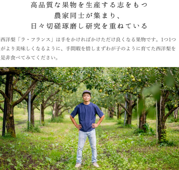 お歳暮 御歳暮 ギフト 送料無料 山形県寒河江産 洋梨ラフランス約3kg(8〜9玉) のし対応 お歳暮 ※九州・沖縄・一部離島を除く