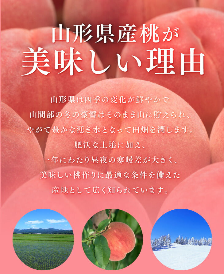 訳あり 桃 送料無料 山形県産白桃品種おまかせ 約2kg(5〜10玉) ※一部地域は別途送料 柔らかい桃 硬い桃【f15】