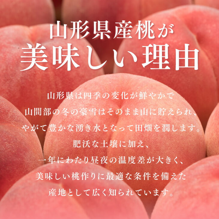 山形県産 白桃 西王母 約2.4kg(玉数おまかせ) ギフト 秀品 一部地域は別途送料追加 pc10