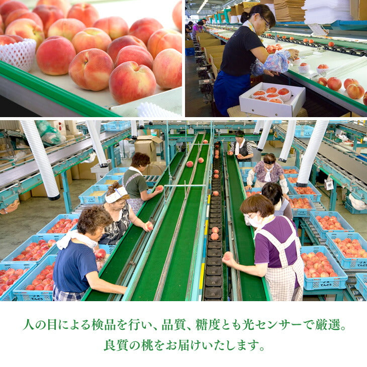 【早期予約】贈答用 秀品 山形県産 白桃 玉うさぎ 約3kg （8〜14玉） 一部地域は別途送料追加 ギフトpc07