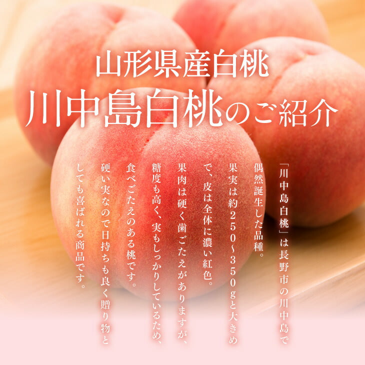 早期予約 贈答用 山形県産白桃 川中島 約3kg(8〜14玉) 果物　フルーツ　 ※一部地域は別途送料 pc03