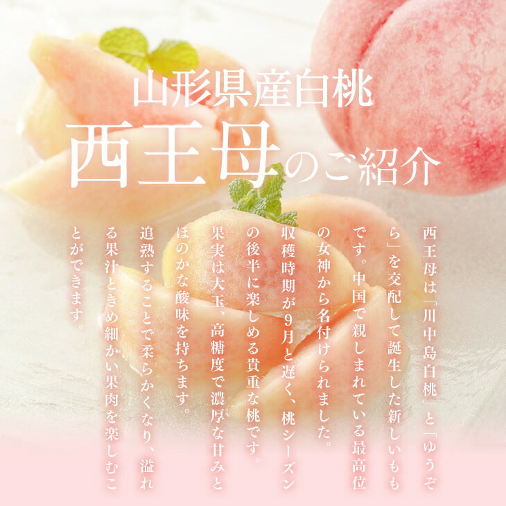 【早期予約】山形県産 白桃 西王母 約3kg(6〜14玉) ギフト 秀品 一部地域は別途送料追加 pc10