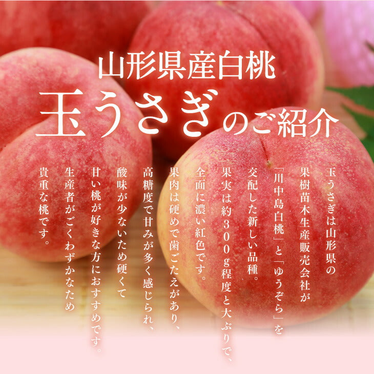 早期予約 桃 贈答用 秀品 山形県産 白桃 玉うさぎ 約3kg （8〜14玉） 一部地域は別途送料追加 ギフトpc07