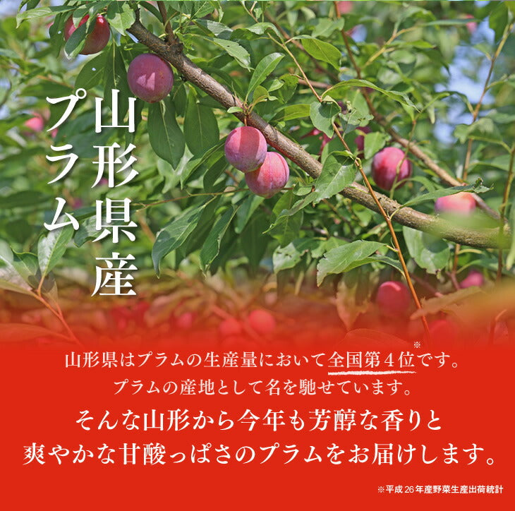 送料無料 果物 フルーツ すもも プラム 山形県産 秋姫約1.2kg(6〜10玉) ※一部地域は別途送料追加 秀品 ギフト プレゼント JA共選品