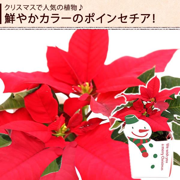 【先着10購入限定・67%OFF】クリスマスポインセチアとサンタのスイーツセット