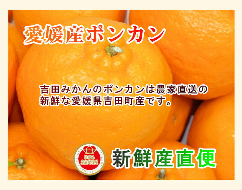 【フルーツ みかん ポンカン】愛媛県宇和島市 吉田町吉田みかん農家 土山みずき樹上完熟ポンカン 贈答用5kgみかん農家から産地直送送料無料【果物 贈答品 ギフト】