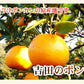 【フルーツ みかん ポンカン】愛媛県宇和島市 吉田町吉田みかん農家 土山みずき樹上完熟ポンカン 家庭用10kgみかん農家から産地直送送料無料【果物 贈答品 ギフト】