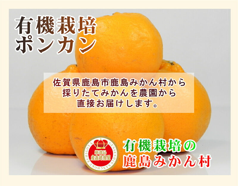 【フルーツ みかん 有機ぽんかん】佐賀県 鹿島市 有機みかん佐藤農場有機ぽんかん 5kg採りたてを農園から産地直送 送料無料【ミカン 果実 ギフト 無農薬栽培】