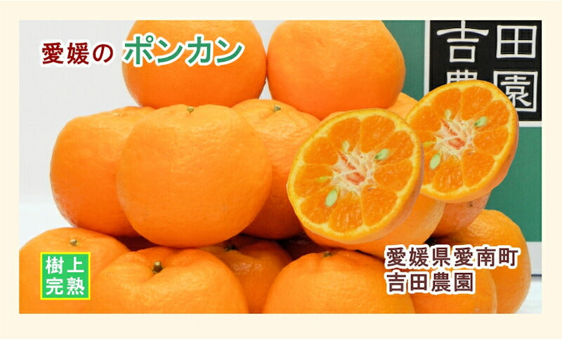 【フルーツ みかん ポンカン】愛媛県 愛南町 みかん果樹園 吉田農園樹上完熟栽培 吉田のポンカン 5kg 通常品採りたてを農園から産地直送送料無料【ミカン 果実 ギフト 贈答品】