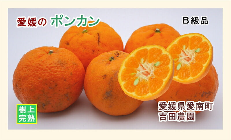 【フルーツ みかん ポンカン】愛媛県 愛南町 みかん果樹園 吉田農園樹上完熟栽培 吉田のポンカン 10kg Ｂ級品採りたてを農園から産地直送送料無料【ミカン 果実 ギフト 贈答品】