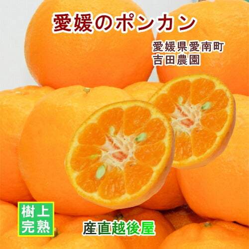 【フルーツ みかん ポンカン】愛媛県 愛南町 みかん果樹園 吉田農園樹上完熟栽培 吉田のポンカン 10kg Ｂ級品採りたてを農園から産地直送送料無料【ミカン 果実 ギフト 贈答品】
