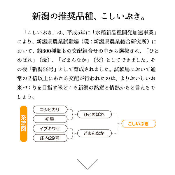 米 10kg 新潟県産こしいぶき お米 令和３年産（本州：送料無料）【リピート】