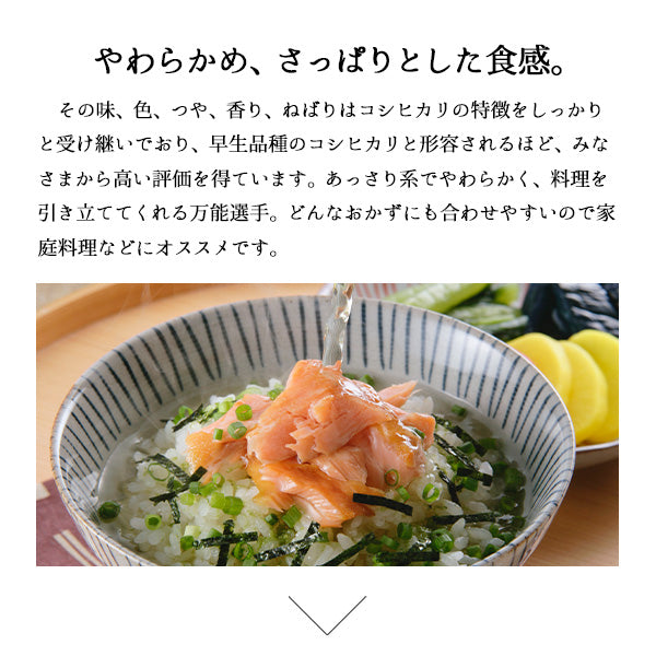 10kg こしいぶき お米 5kg×2袋 新潟県産