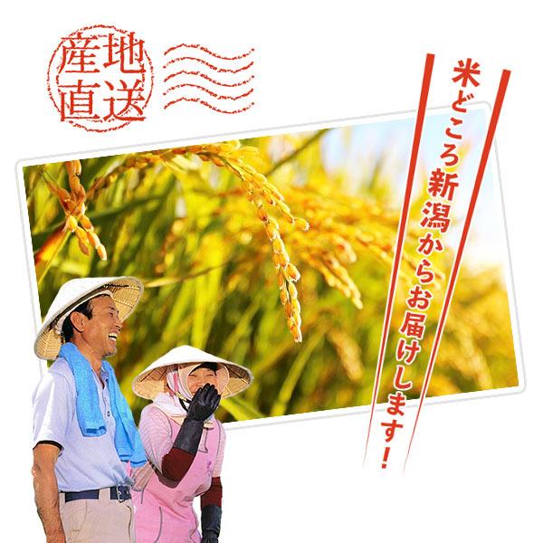【限定50セット特別価格】新米 10kg こしいぶき お米 5kg×2袋 新潟県産
